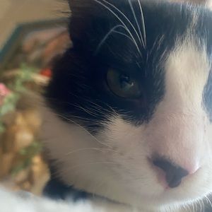 Meet your Posher, Isaac